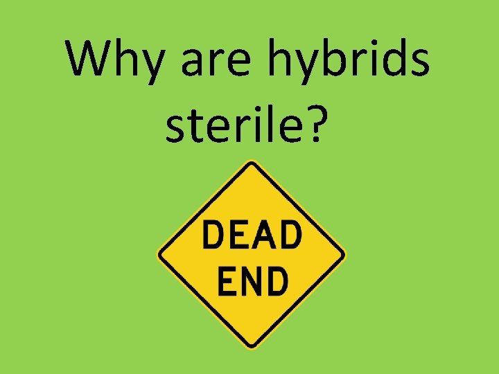 Why are hybrids sterile? Why are hybrids sterile?