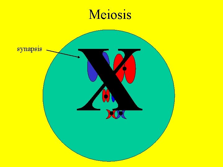 Meiosis synapsis X Meiosis synapsis X