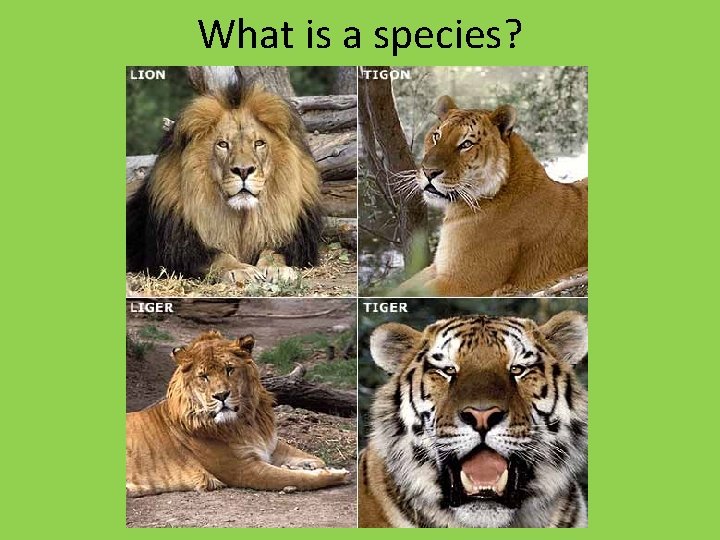 What is a species? What is a species?