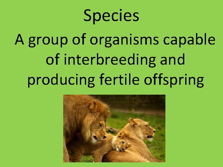 Species A group of organisms capable of interbreeding and producing fertile offspring Species A group of organisms capable of interbreeding and producing fertile offspring