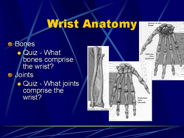 Wrist Anatomy Bones l Quiz - What bones comprise the wrist? Joints l Quiz