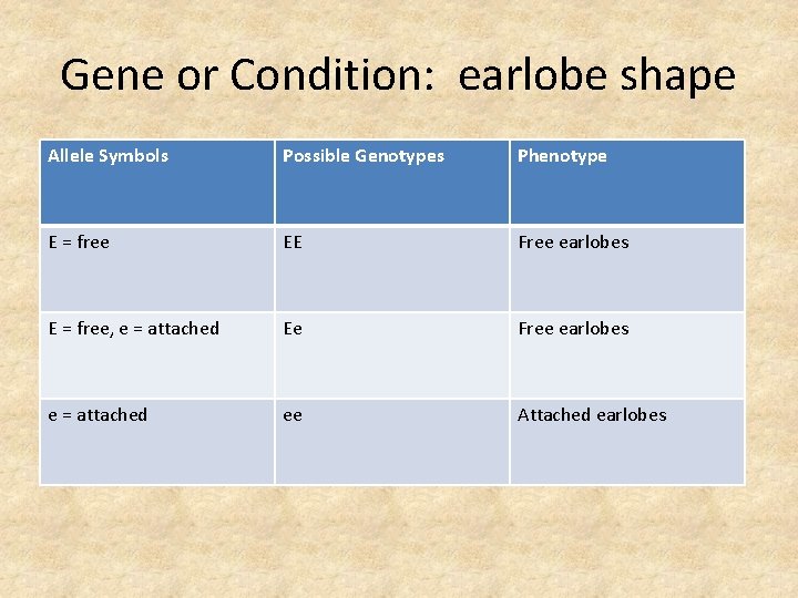 Gene or Condition: earlobe shape Allele Symbols Possible Genotypes Phenotype E = free EE