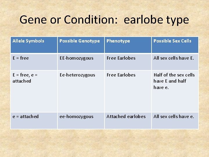 Gene or Condition: earlobe type Allele Symbols Possible Genotype Phenotype Possible Sex Cells E