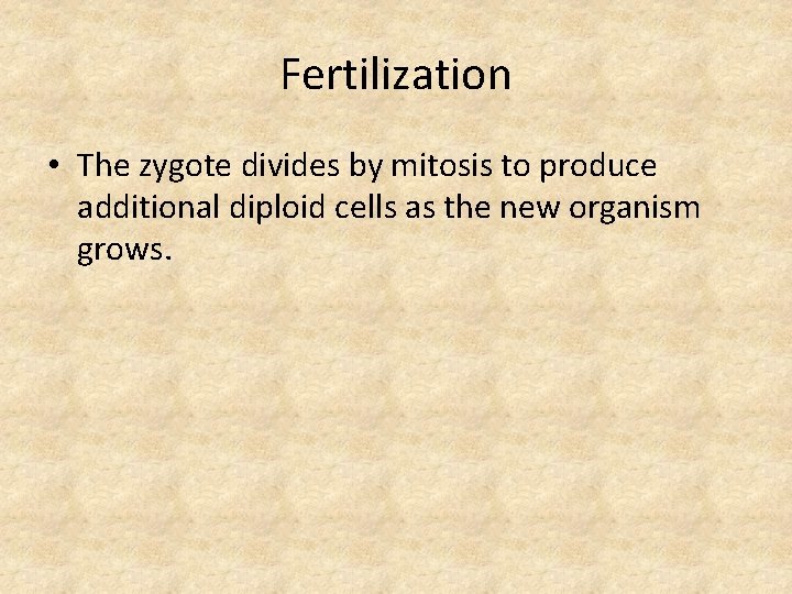 Fertilization • The zygote divides by mitosis to produce additional diploid cells as the