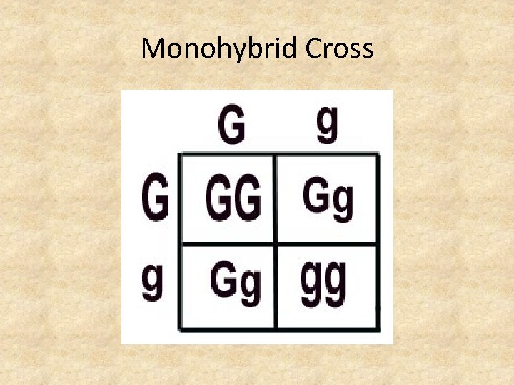 Monohybrid Cross 