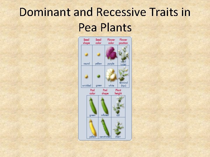 Dominant and Recessive Traits in Pea Plants 