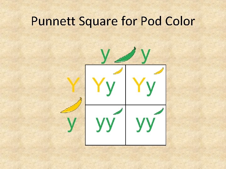 Punnett Square for Pod Color 