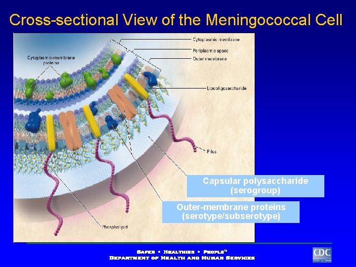 Cross-sectional View of the Meningococcal Cell Capsular polysaccharide (serogroup) Outer-membrane proteins (serotype/subserotype) 