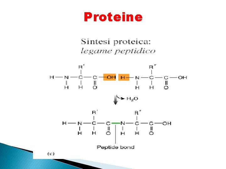 Proteine 