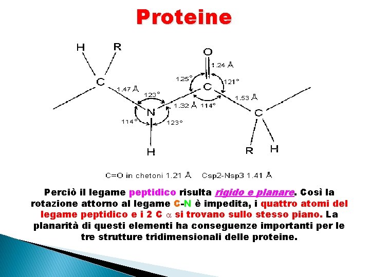 Proteine Perciò il legame peptidico risulta rigido e planare. Così la rotazione attorno al