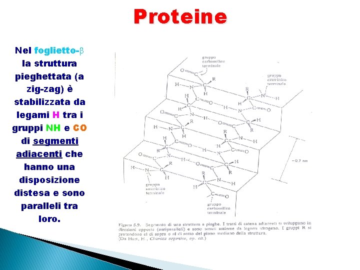 Proteine Nel foglietto- la struttura pieghettata (a zig-zag) è stabilizzata da legami H tra Proteine Nel foglietto- la struttura pieghettata (a zig-zag) è stabilizzata da legami H tra