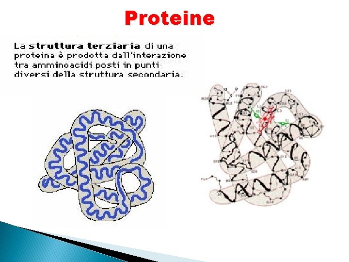 Proteine 