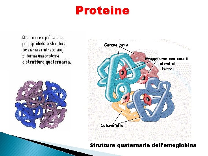 Proteine Struttura quaternaria dell'emoglobina 