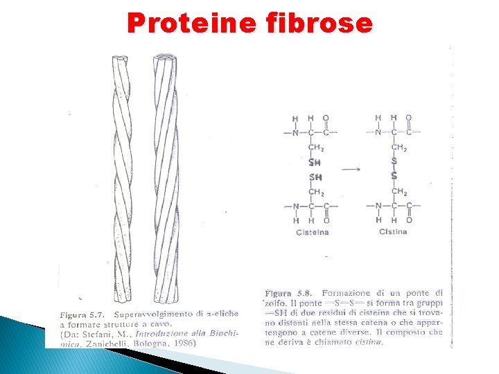 Proteine fibrose 