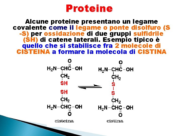 Proteine Alcune proteine presentano un legame covalente come il legame o ponte disolfuro (S