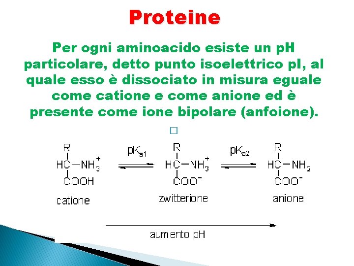 Proteine Per ogni aminoacido esiste un p. H particolare, detto punto isoelettrico p. I,