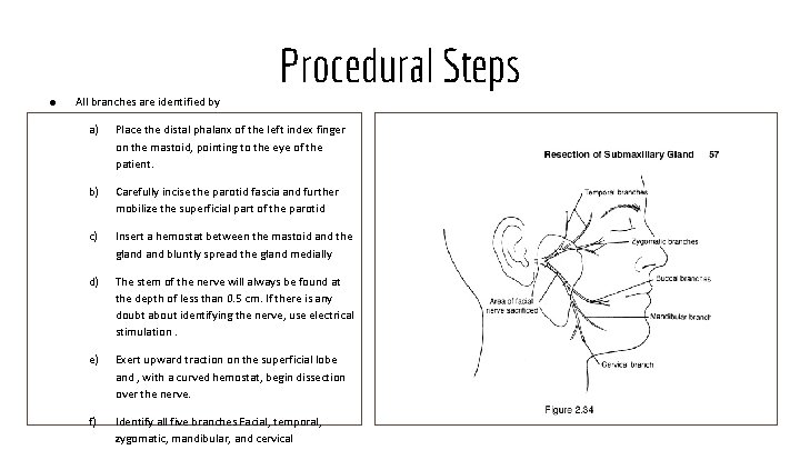 Procedural Steps ● All branches are identified by a) Place the distal phalanx of