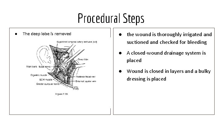 Procedural Steps ● The deep lobe is removed ● the wound is thoroughly irrigated