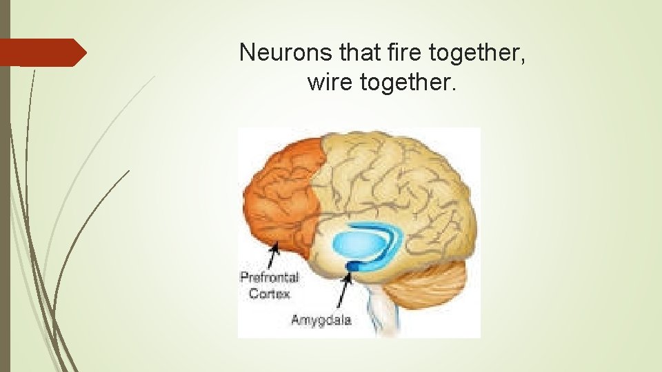 Neurons that fire together, wire together. 