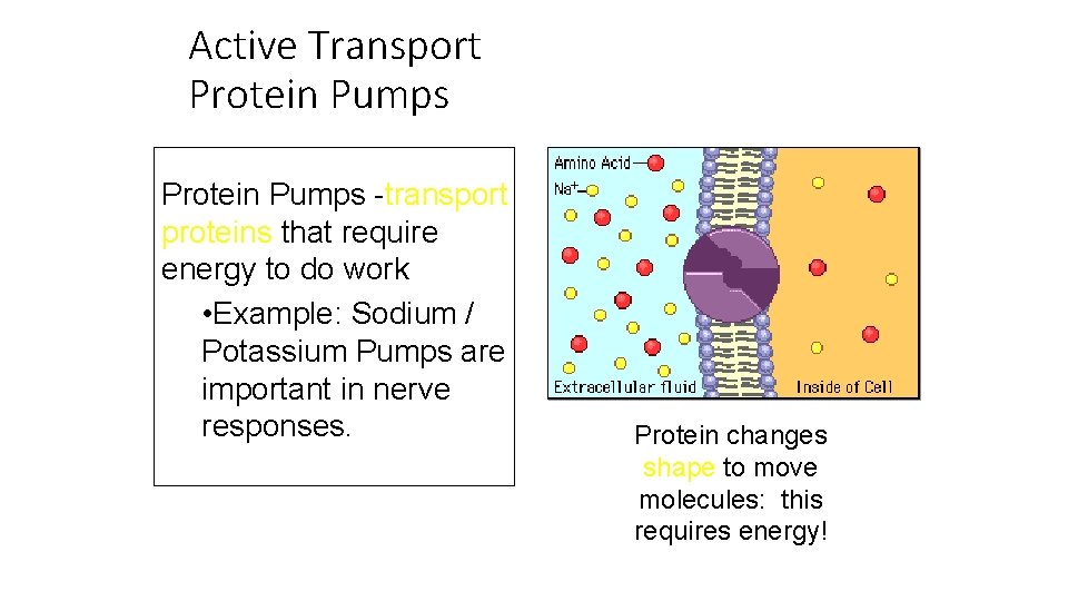 Active Transport Protein Pumps -transport proteins that require energy to do work • Example: