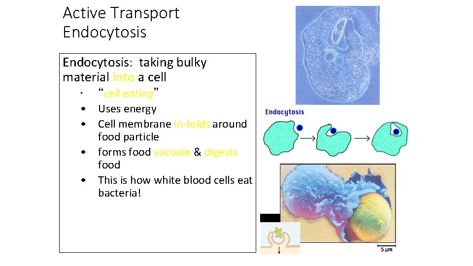 Active Transport Endocytosis: taking bulky material into a cell • “cell eating” • Uses