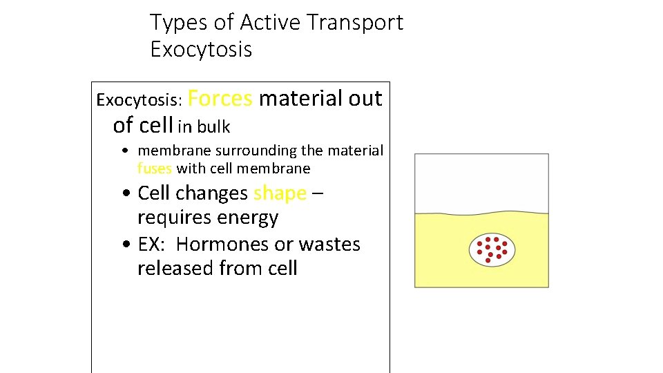 Types of Active Transport Exocytosis: Forces material out of cell in bulk • membrane