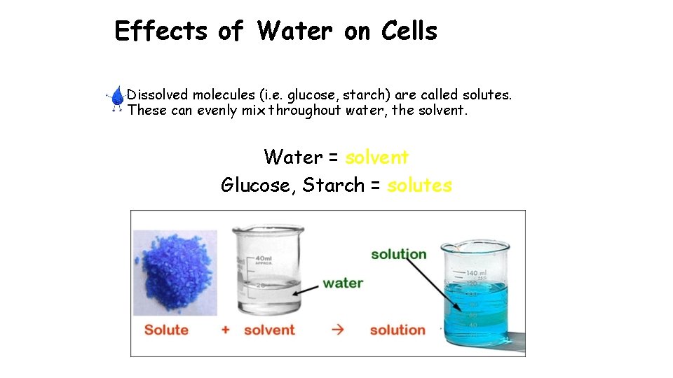 Effects of Water on Cells • Dissolved molecules (i. e. glucose, starch) are called