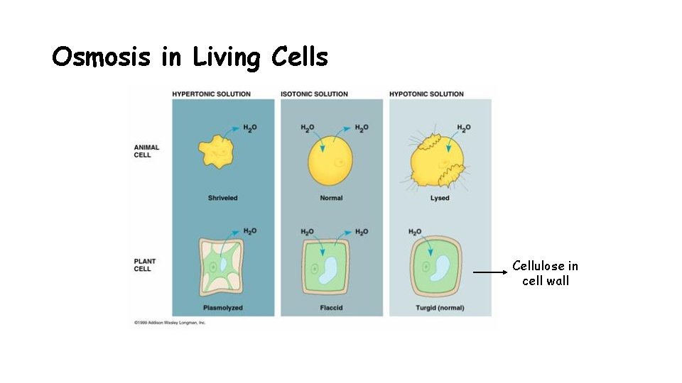 Osmosis in Living Cells Cellulose in cell wall 