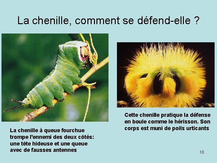 La chenille, comment se défend-elle ? La chenille à queue fourchue trompe l'ennemi des