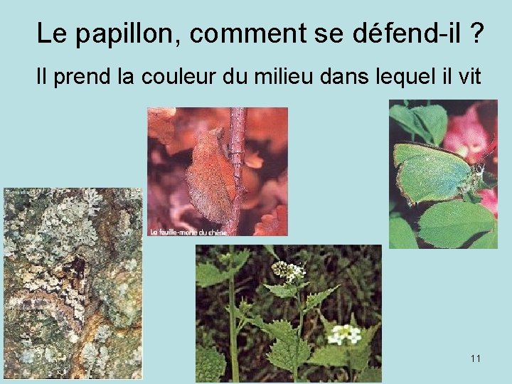 Le papillon, comment se défend-il ? Il prend la couleur du milieu dans lequel