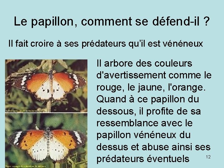 Le papillon, comment se défend-il ? Il fait croire à ses prédateurs qu’il est