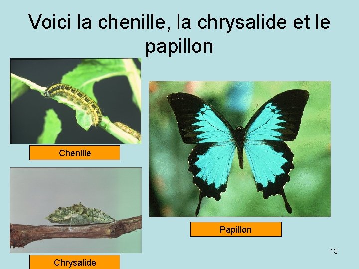 Voici la chenille, la chrysalide et le papillon Chenille Papillon 13 Chrysalide 