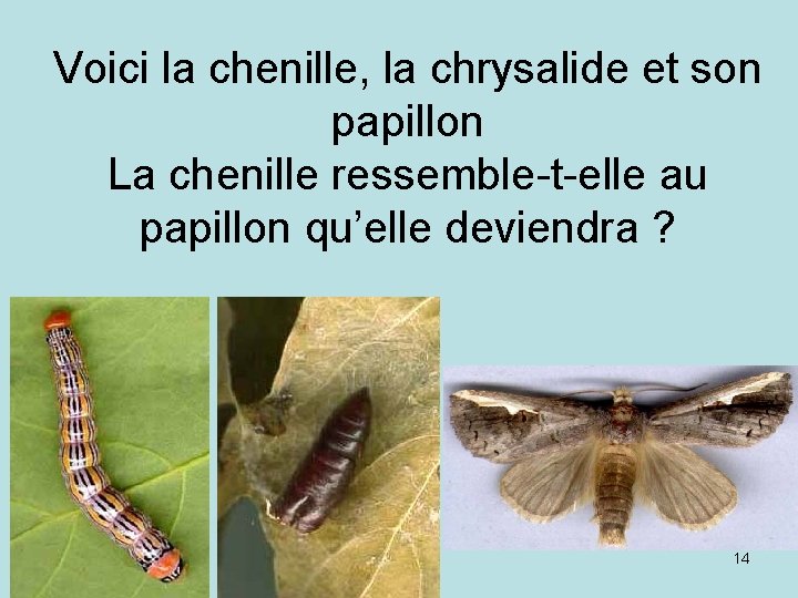 Voici la chenille, la chrysalide et son papillon La chenille ressemble-t-elle au papillon qu’elle