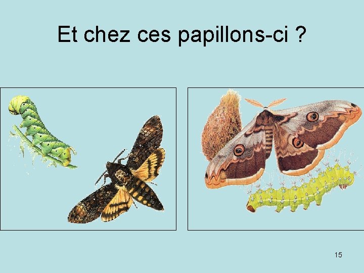 Et chez ces papillons-ci ? 15 