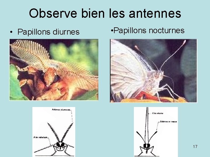 Observe bien les antennes • Papillons diurnes • Papillons nocturnes 17 