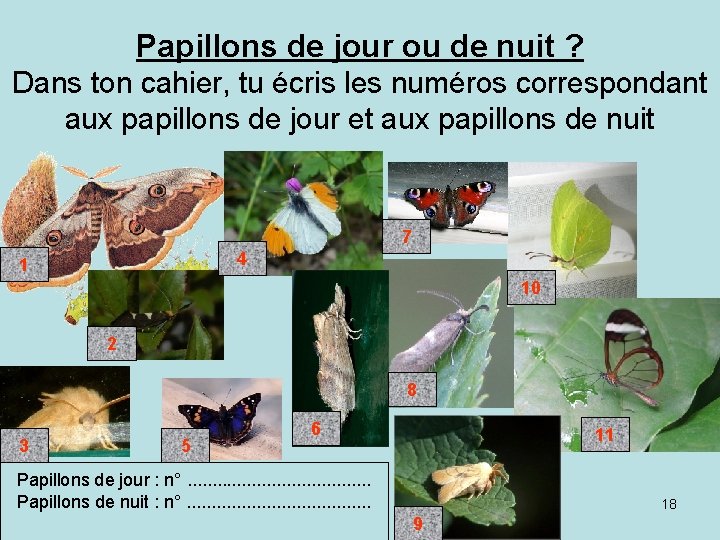 Papillons de jour ou de nuit ? Dans ton cahier, tu écris les numéros