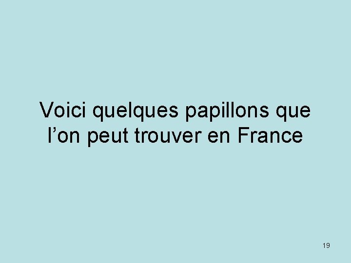 Voici quelques papillons que l’on peut trouver en France 19 