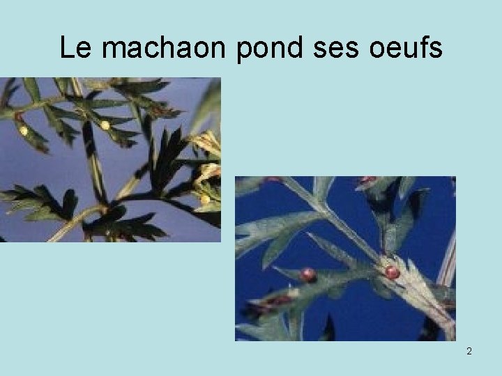 Le machaon pond ses oeufs 2 