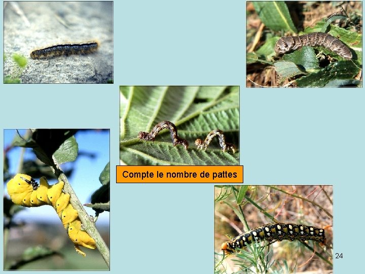 Compte le nombre de pattes 24 