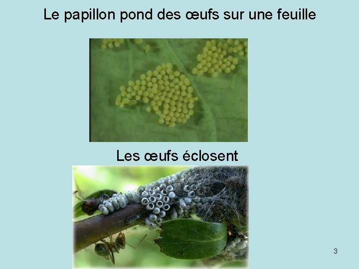 Les papillons Voici le cycle de vie dun — free download