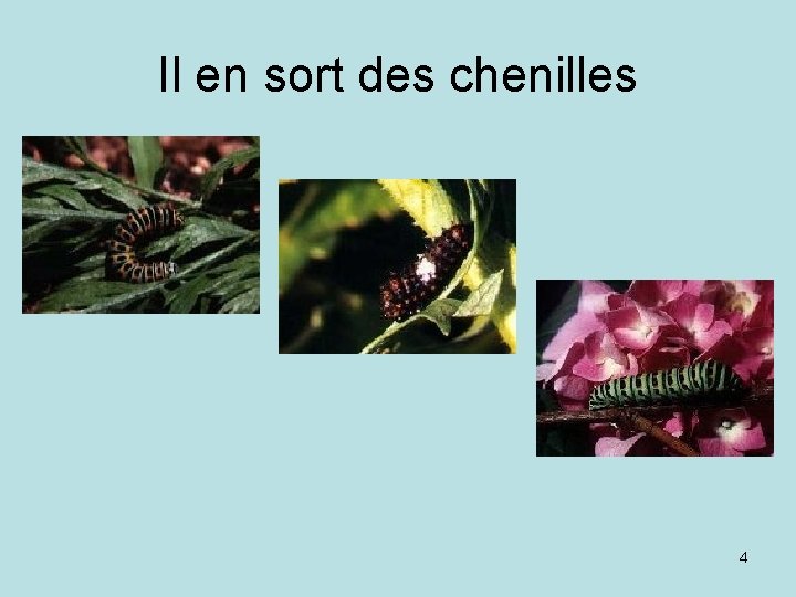 Il en sort des chenilles 4 