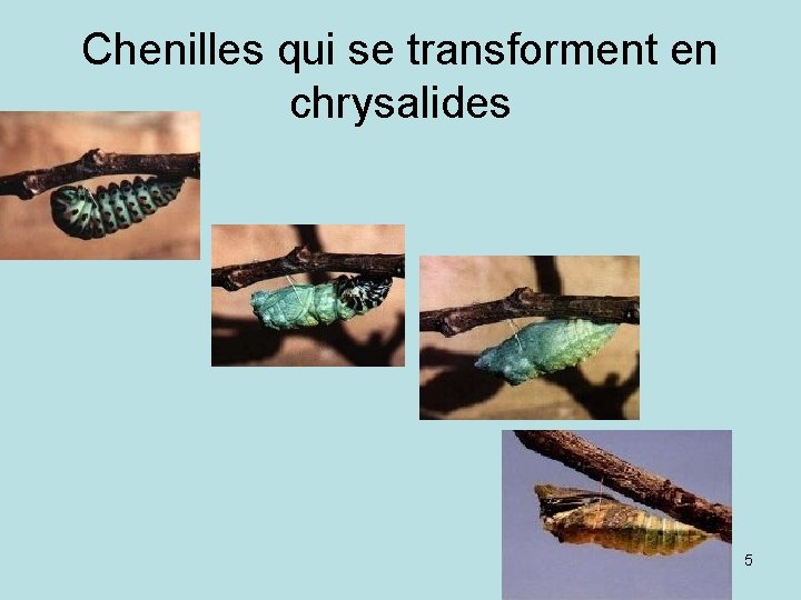 Chenilles qui se transforment en chrysalides 5 