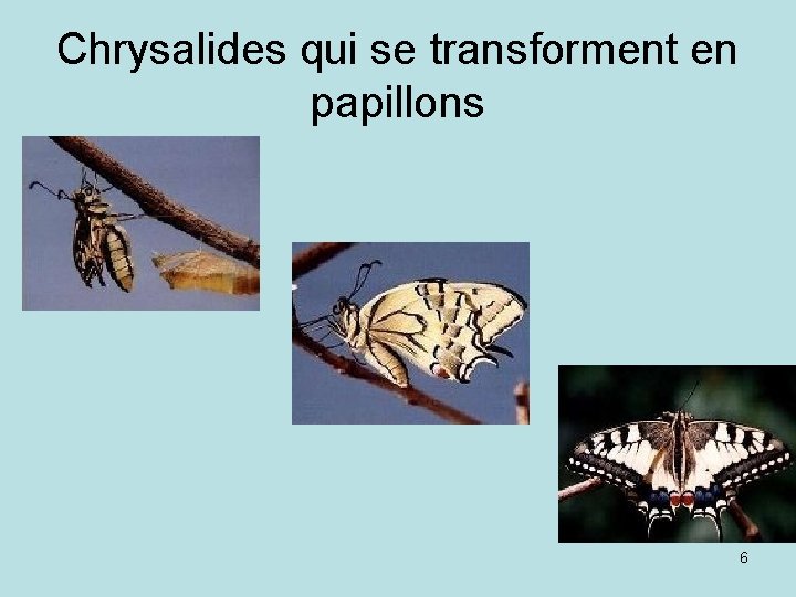 Chrysalides qui se transforment en papillons 6 