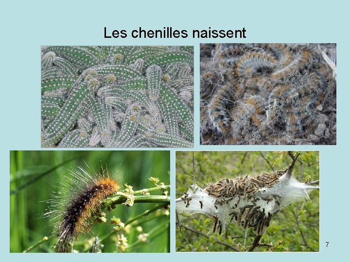 Les chenilles naissent 7 
