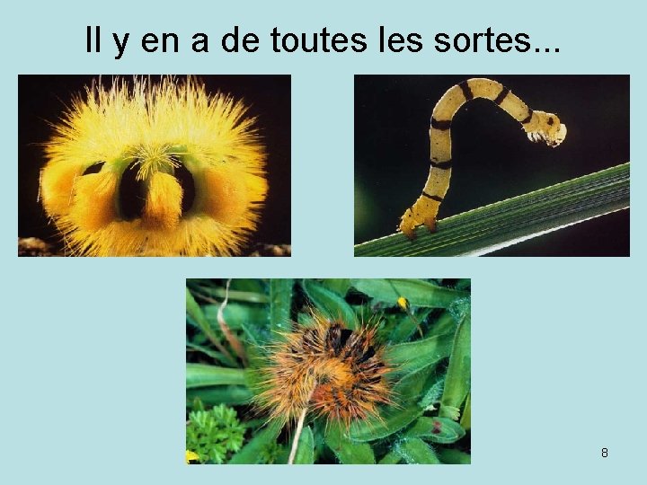 Il y en a de toutes les sortes. . . 8 