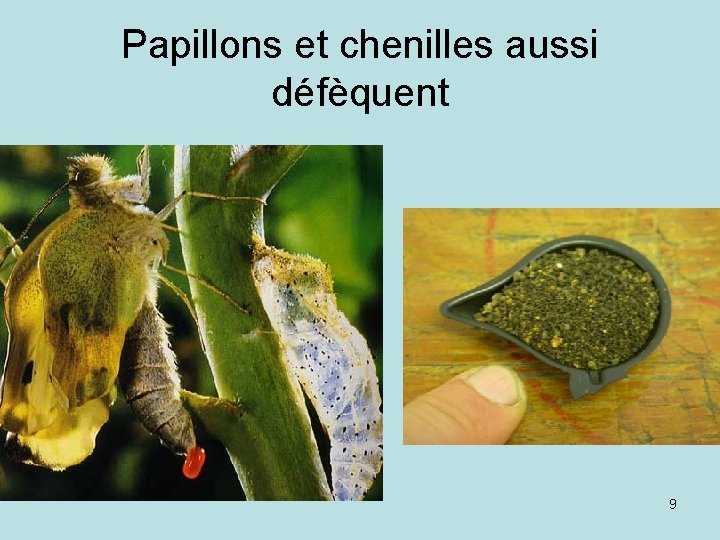 Papillons et chenilles aussi défèquent 9 