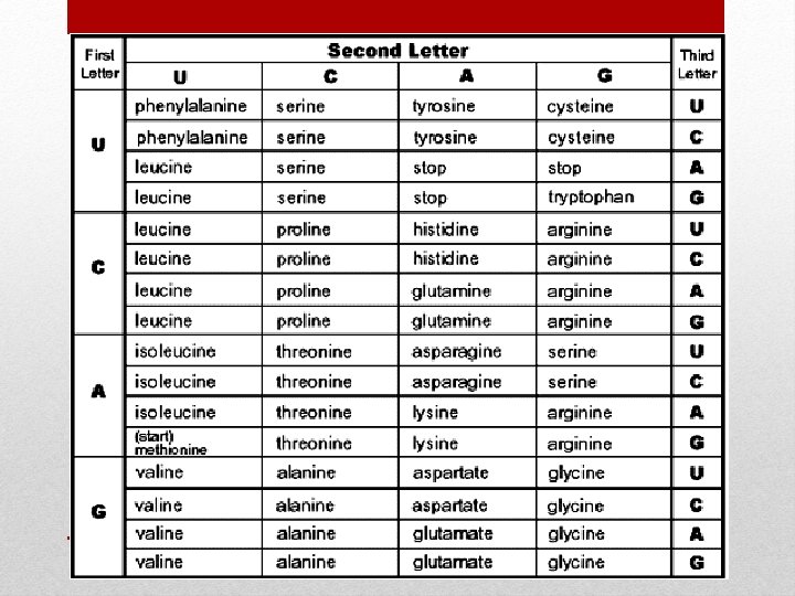 12 3 RNA Protein Synthesis Filli n No
