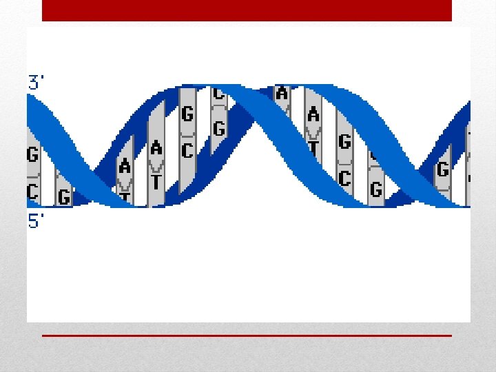 12 3 RNA Protein Synthesis Filli n No