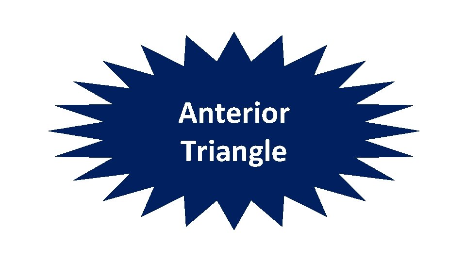 Anterior Triangle 