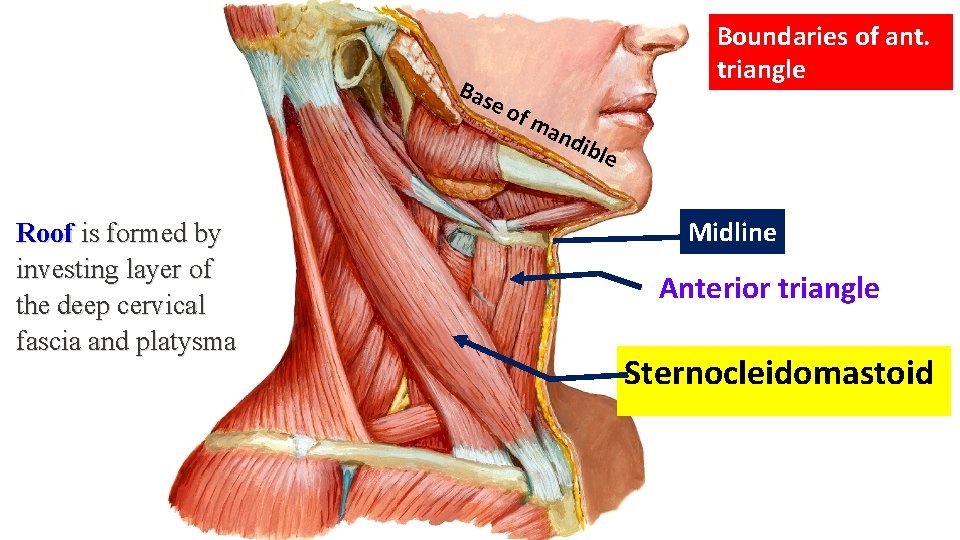 Bas eo Boundaries of ant. triangle fm Roof is formed by investing layer of